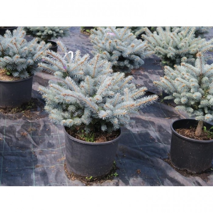PICEA PUNGENS GLOBOSA GLAUCA 8L 30/40