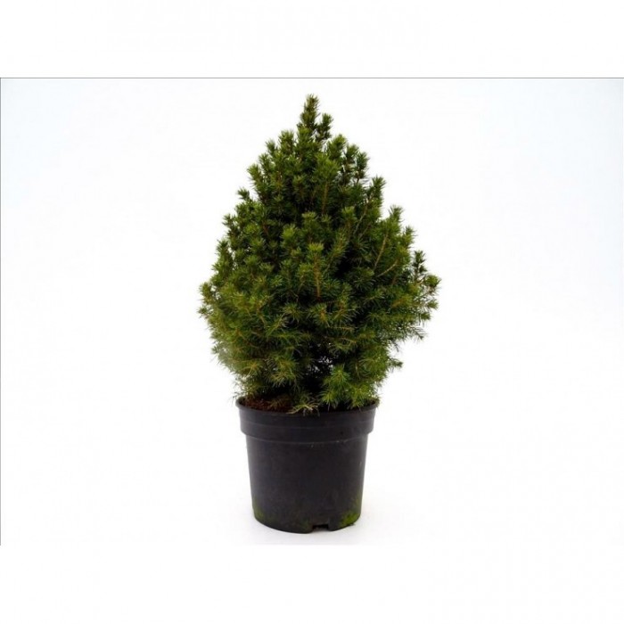PICEA GLAUCA CONICA 40/50 5L