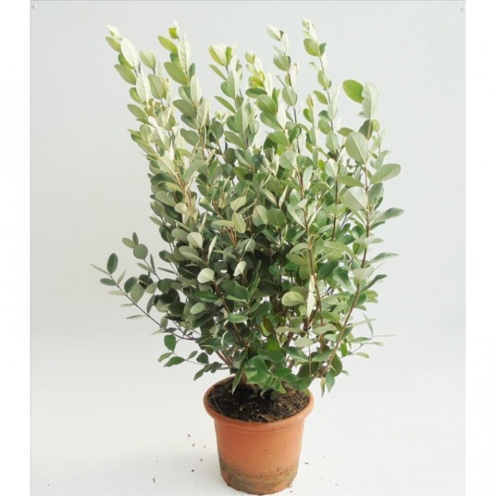 FEIJOA SELLOWIANA 10L