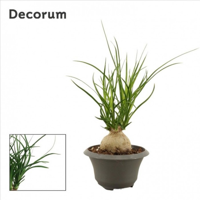 NOLINA  M 8 MINI (beaucarnea)