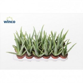 ALOE VERA M 8.5