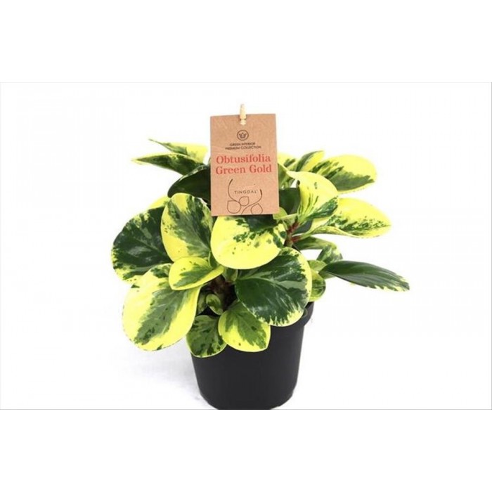 PEPEROMIA OBTUSIFOLIA GREEN GOLD M14