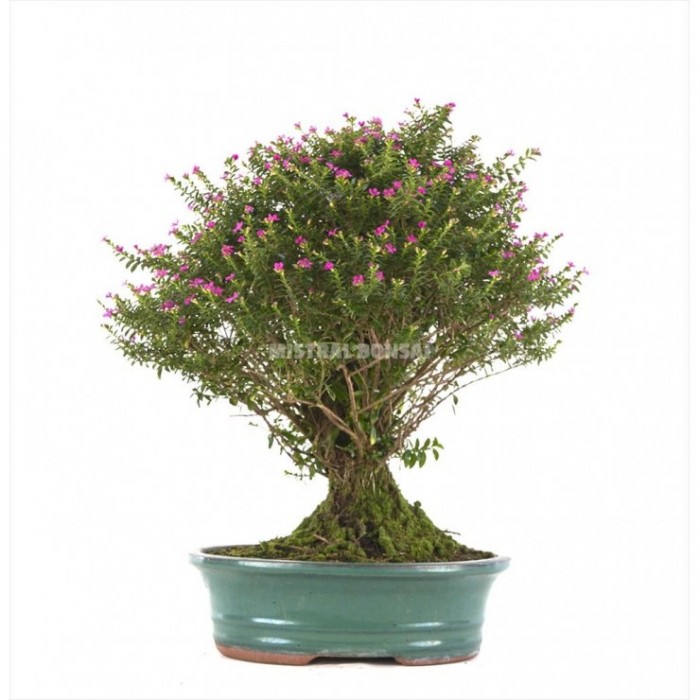 BONSAI 13 AÑOS CUPHEA sp. (sense flor)