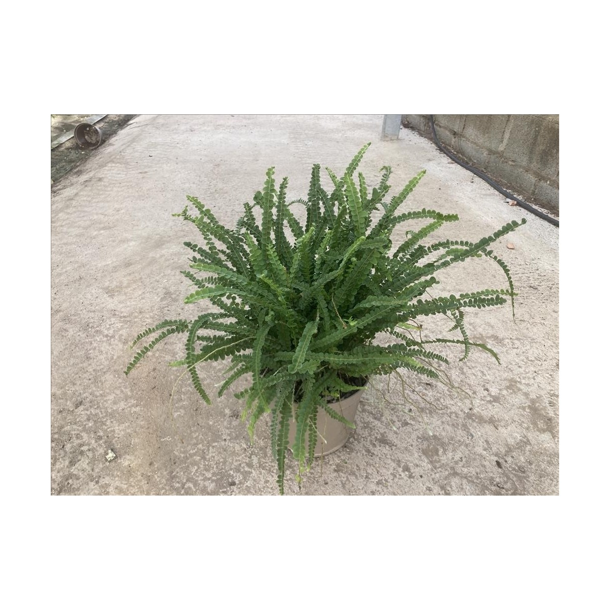 HUMATA TYERMANII M18