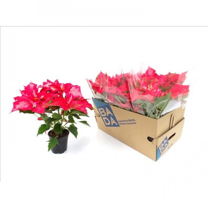 POINSETTIA   M14 ICE PUNCH bicolor
