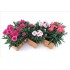 DIANTHUS SUNFLOR J25 - JARDINERA