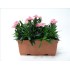 DIANTHUS SUNFLOR J25 - JARDINERA