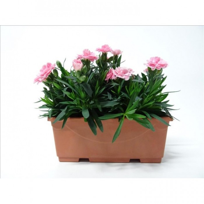 DIANTHUS SUNFLOR J25 - JARDINERA