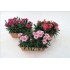 DIANTHUS SUNFLOR J25 - JARDINERA