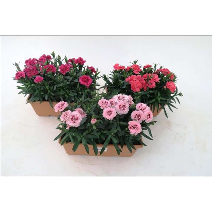 DIANTHUS SUNFLOR J25 - JARDINERA
