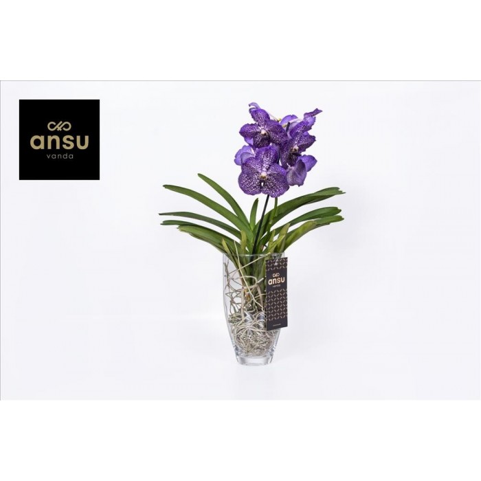ORQUIDEA VANDA vaso D.15