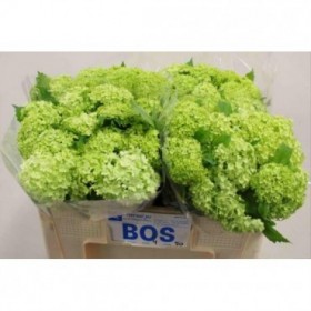 FLOR, VIBURNUM 80cm. x10 tiges.