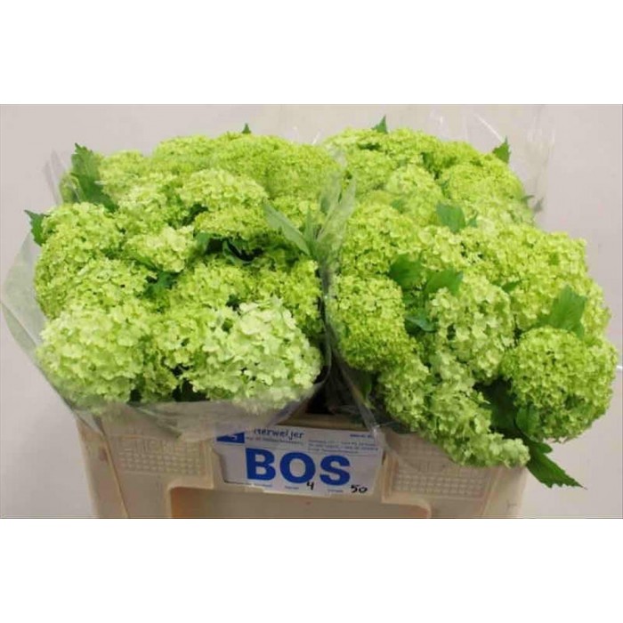 FLOR, VIBURNUM 50cm. x10 tiges.