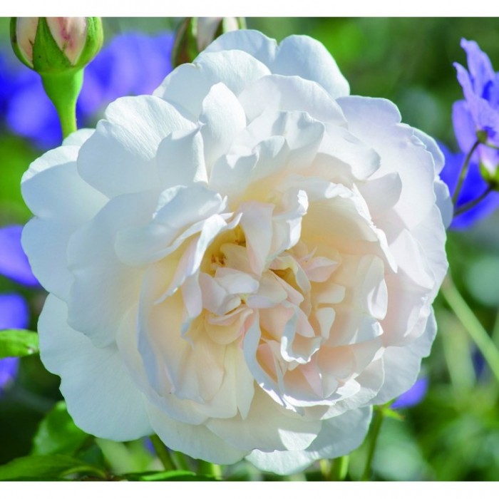 ROSA DAVID AUSTIN 6L LICHFIELD ANGEL