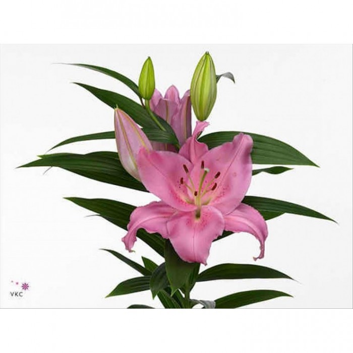 FLOR, LILIUM ORIENTAL HO. HOMERUS 105cm. ROSA