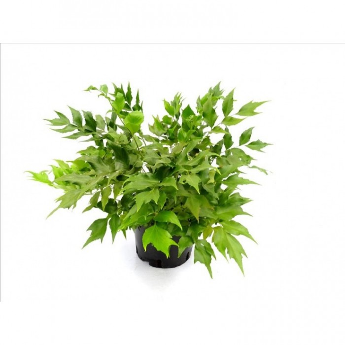 CYRTONIUM FALCATUM 5L