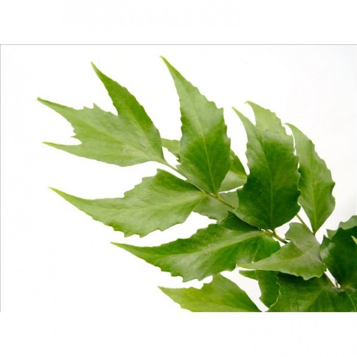 CYRTONIUM FALCATUM 5L