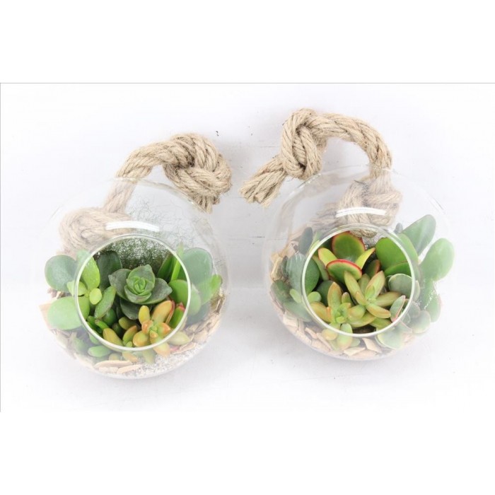 CENTRE PENJANT BOLA PLANTA CRASSA PEQUEÑA