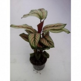 CALATHEA  M12  WHITESTRIPE
