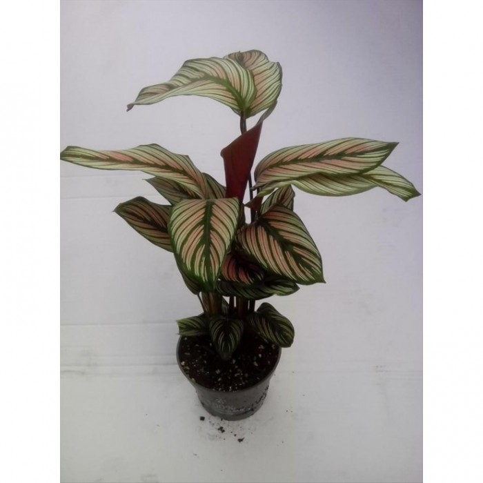 CALATHEA  M12  WHITESTRIPE