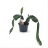 CACTUS HYLOCEREUS UNDATUS Dragon Fruit M12