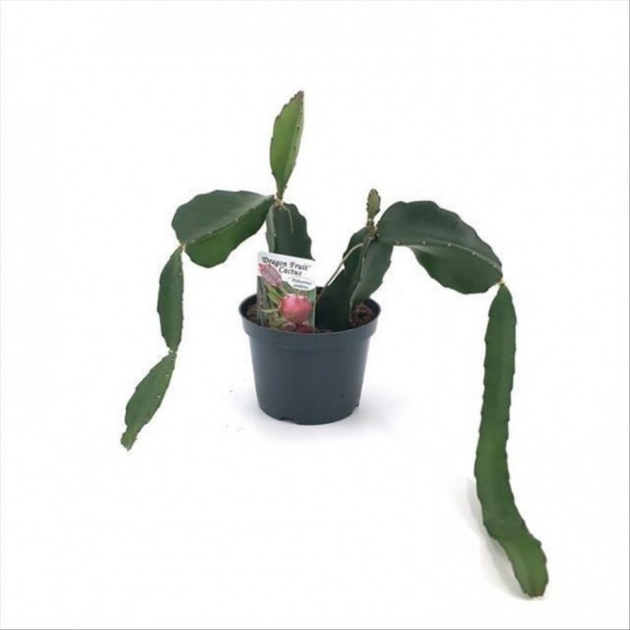 CACTUS DRAGON FRUIT M12 30cm. Hylocereus Undatus