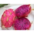 CACTUS HYLOCEREUS UNDATUS Dragon Fruit M12