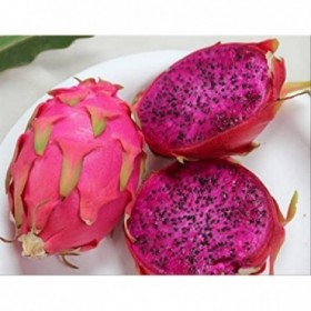 CACTUS HYLOCEREUS UNDATUS Dragon Fruit M12