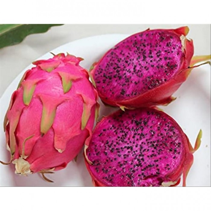 CACTUS HYLOCEREUS UNDATUS Dragon Fruit M12