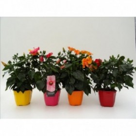 HIBISCUS M19 COLECCION FANTASY