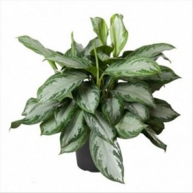 AGLAONEMA M24  Plata Bay