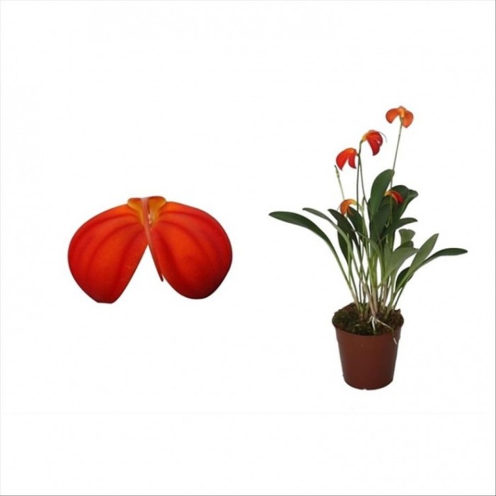 MASDEVALIA IGNEA M10 H25 orquidia