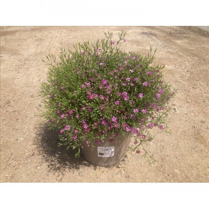 GYPSOPHILA MURALIS M17