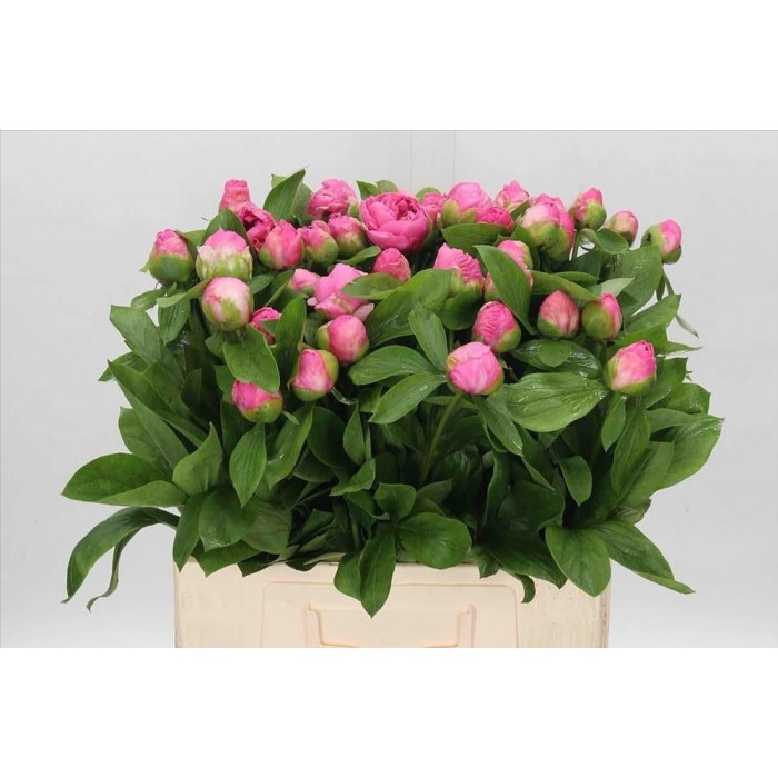 FLOR, PAEONIA MIX 60cm. x5 TIGES