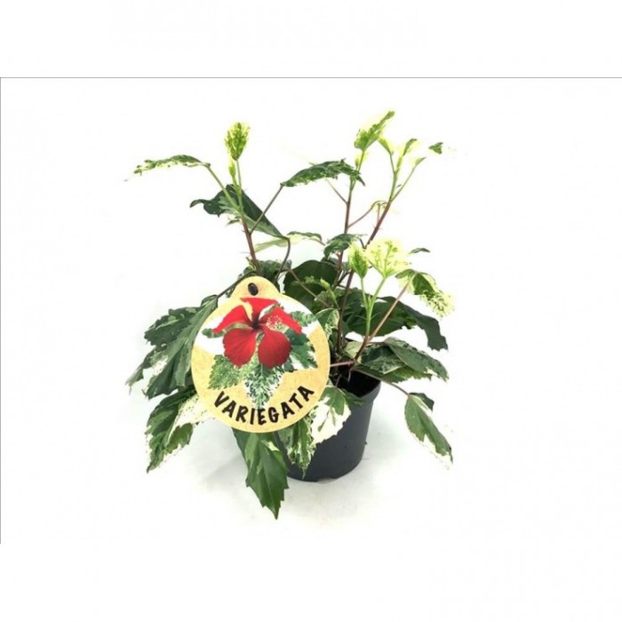 HIBISCUS Variegata M12