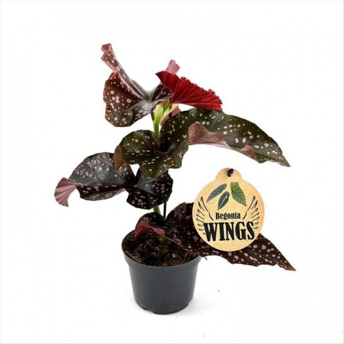 BEGONIA WINGS M12 Craklin rosie