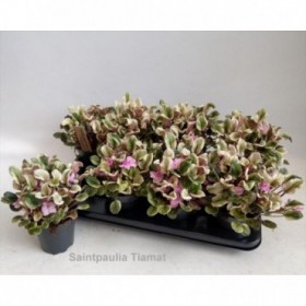 SAINTPAULIA Hovariagata M12  VARIEGADA