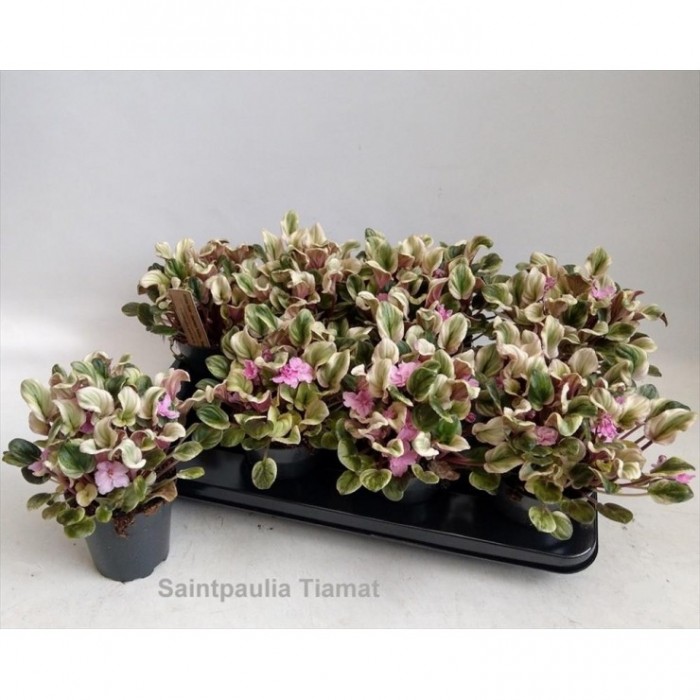 SAINTPAULIA Hovariagata M12  VARIEGADA