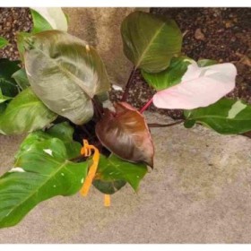 PHILODENDRON  M17 PINK PRINCESS