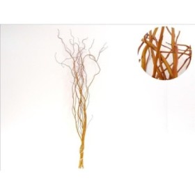 VERDS, SALIX GOLDEN CURLS 140cm x10 tiges