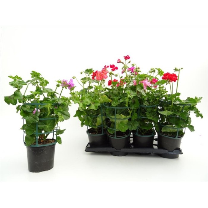 PELARGONIUM PELTATUM HIEDRA 15
