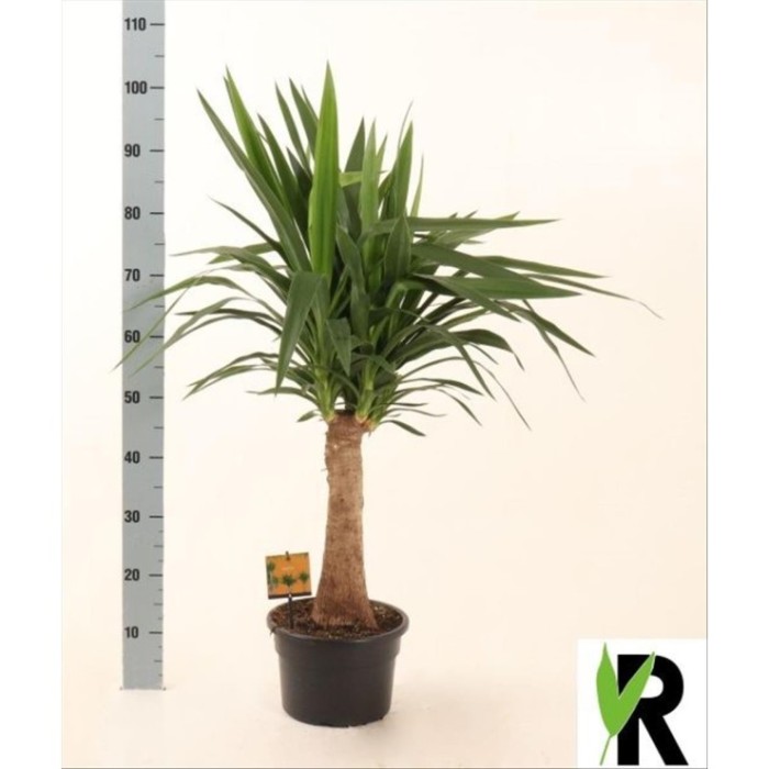 YUCCA  MAYA M23-100cm.