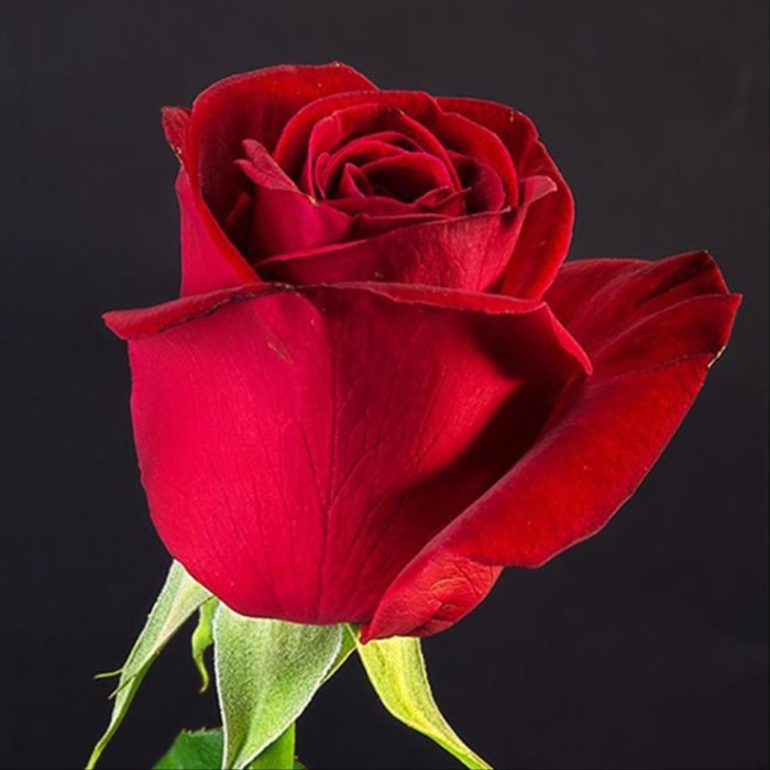 ROSA COLOMBIA, 80cm. x25 FREEDOM vermell S.VALENT