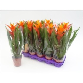 GUZMANIA  M12 VARIEGADA CORAL