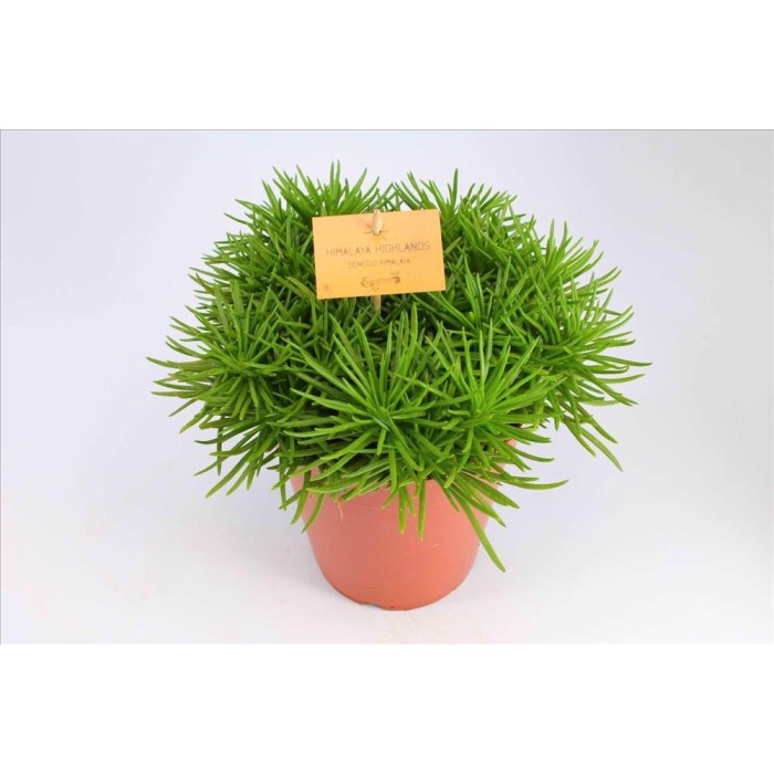 SENECIO  M15 HIMALAYA