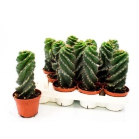 CEREUS FORBESII SPIRALIS M 10,5 H25