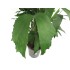 CARYOTA MITIS M21 H110
