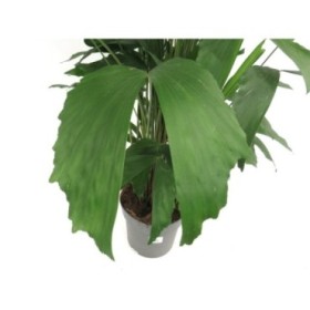CARYOTA MITIS M21 H110