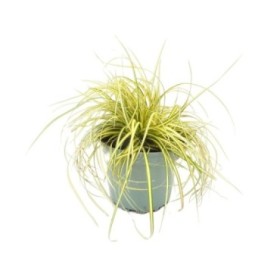 CAREX EVERGOLD M17x
