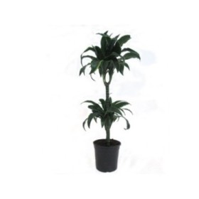 DRACAENA DORADO M20 60.30